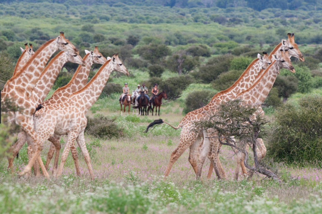 Unearth Experience Horseback Safaris - Unearth Experience