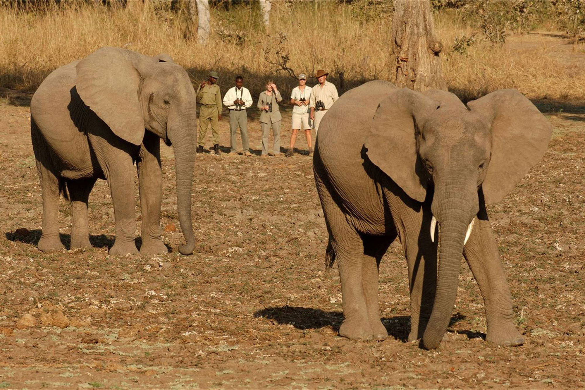 Unearth Experience Walk with Elephants in Africa | Unearth Experience